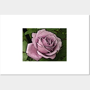 Beautiful Pink Rose Posters and Art